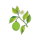 Bergamot FCF Essential Oil