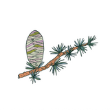 Cedarwood Atlas Essential Oil