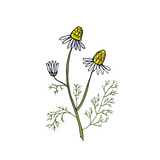Chamomile Blue Essential Oil