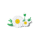 Chamomile Roman Essential Oil