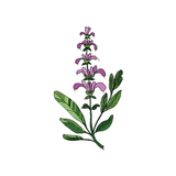 Clary Sage Essential Oil