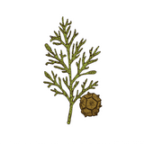 Cypress Essential Oil