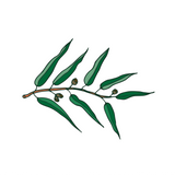 Eucalyptus Essential Oil