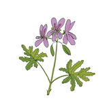 Geranium Essential Oil