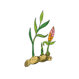 Ginger Essential Oil