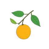 Grapefruit Essential Oil