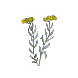 Helichrysum Essential Oil