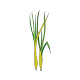 Lemongrass Essential Oil