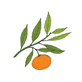Mandarin Essential Oil