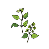 Marjoram Sweet Essential Oil