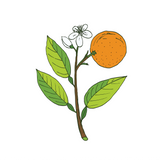 Orange Sweet Essential Oil