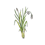 Palmarosa Essential Oil