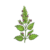 Patchouli Essential Oil