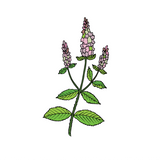 Peppermint Essential Oil