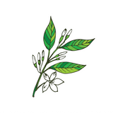 Petitgrain Essential Oil