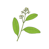 Ravintsara Essential Oil