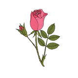 Rose Otto Essential Oil