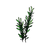 Rosemary Essential Oil
