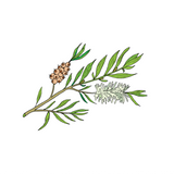 Tea Tree Essential Oil