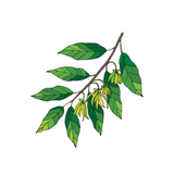 Ylang Ylang Essential Oil